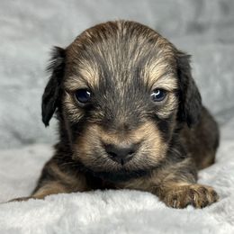 Shadow - Wild boar and cream male Dachshund puppy in Payette, Idaho from NT Mini Doxies