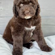 Boy 1 - Brown Bernedoodle puppy in Zephyrhills, Florida from Doodles of Tampa Bay