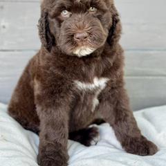 Boy 1 - Brown Bernedoodle puppy in Zephyrhills, Florida from Doodles of Tampa Bay