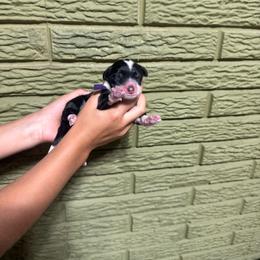 Amethyst - Black and white female Bernedoodle puppy in Carmichaels, Pennsylvania from JensenBelle Doodles