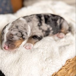Rowan - Merle male Bernedoodle puppy in Ammon, Idaho from Little Stone Bernedoodles