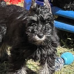 Karma - Miniature Schnauzer