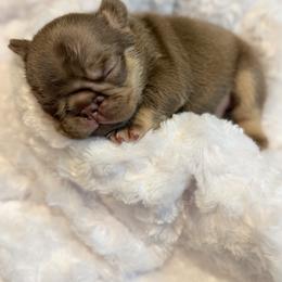 French Bulldog Puppies from Horror Line Frenchies