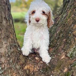 Grumpy - Red  male Goldendoodle puppy in Warsaw, Ohio from Lovabledoodles