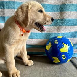 Rainier - Yellow male Labrador Retriever puppy in Marietta, South Carolina from Trust in the Lord Labradors
