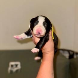 Ziti - Black and white female Border Collie puppy in Lodi, California from R3 Sport Dogs (R3 Goldens/ R3 Border Collies)