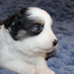 Australian Shepherd Puppies from Crofford’s Pretty Pups