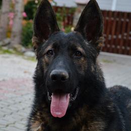 Largo Karsang - German Shepherd