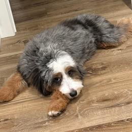 Rocky - Bernedoodle
