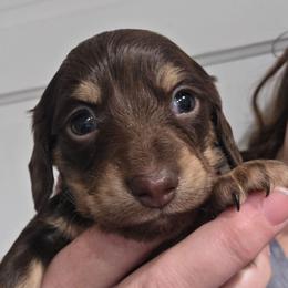 Ellie's chocolate and cream longhair girl - Chocolate and cream female Dachshund puppy in Declo, Idaho from Dozendachs