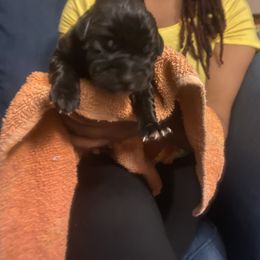 Girl 2 - Cane Corso puppy in Warren County, Kentucky from Elite Kennels