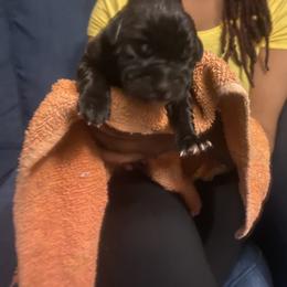Girl 2 - Cane Corso puppy in Warren County, Kentucky from Elite Kennels