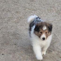 Shetland Sheepdog Puppies from Shantel Shelties