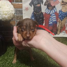 Amber - Chocolate and rust female Miniature Pinscher puppy in Baton Rouge, Louisiana from Pike's Pups