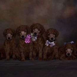 Poodle Puppies from Noblelee Kennel