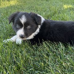 Michelangelo - Black & white male Miniature Australian Shepherd puppy in California from Eagle River Aussies