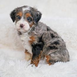 Traffic - Merle female Bernedoodle puppy in Dundee, Ohio from Down Home Doodle