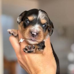 Dapple Boy - Dapple male Dachshund puppy in North Branch, Michigan from Doxie View Acres