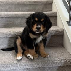 Bernese Mountain Dog, Golden Mountain Dog, and Golden Retriever Puppies from Grateful Bernese & Gage's Goldens