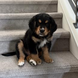 Bernese Mountain Dog, Golden Mountain Dog, and Golden Retriever Puppies from Grateful Bernese & Gage's Goldens