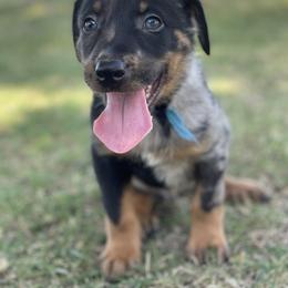 Beauceron and Doberman Pinscher Puppies from Elitehaus