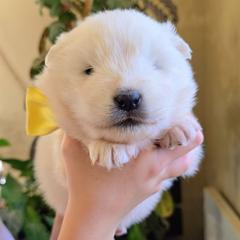 Sakari (means sweet in Inuit language) - White female Samoyed puppy in Downey, Idaho from Seven Diamond Samoyeds