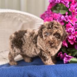 Harper - Phantom female Poodle puppy in Somerset, Kentucky from Hilltop Doodles KY LLC
