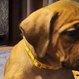 yellow - Boerboel puppy in Naples, New York from Freedom Boerboels LLC