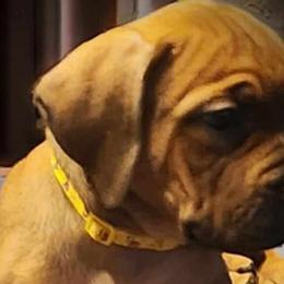 yellow - Boerboel puppy in Naples, New York from Freedom Boerboels LLC