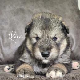 Rain - Agouti and white female Alaskan Malamute puppy in Brookwood, Alabama from Sunset Malamutes