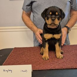 Kayley (Pink collar) - Black and mahogany female Rottweiler puppy in Carnesville,, Georgia from Von Knopf Rottweilers