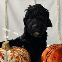 Forest - Black male Goldendoodle puppy in Cedartown, Georgia from Loyal Doodles