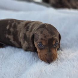River - Chocolate and tan male Dachshund puppy in Elma, Iowa from Iowa Dachshunds