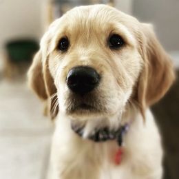 Golden Retrievers from Pure Love Goldens LLC