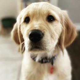 Golden Retrievers from Pure Love Goldens LLC