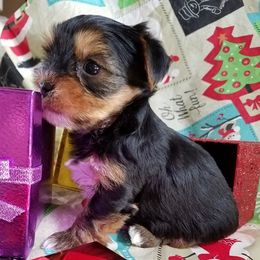 Yorkshire Terrier Puppies from Angela Coleman