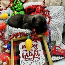 Shiloh Shepherd Puppies from Echo Shilohs