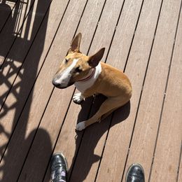 Bull Terrier Puppies from Lynn Hill Bull Terriers