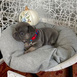 French Bulldogs from Crouthamel Frenchies