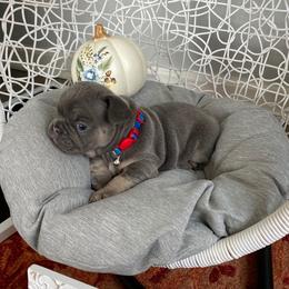 French Bulldogs from Crouthamel Frenchies