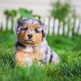 Australian Shepherd and Miniature Australian Shepherd Puppies from Black Hills Aussies