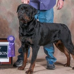 American Pit Bull Terriers and Rottweilers from Southpaws Kennel