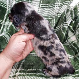 CKC NATE - Dapple male Dachshund puppy in Swink, Oklahoma from Palali Farm