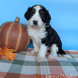 Cranberry - Black and white female Aussiedoodle puppy in Lake Bronson, Minnesota from Jupiter Doodles