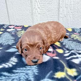 Girl 3 - Red female Irish Doodle puppy in Bloomfield, Iowa from Schooley Doodles