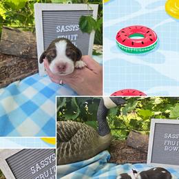 Girl 4 Cherry - Liver white and tan female English Springer Spaniel puppy in Saginaw, Michigan from Kemerer Springers