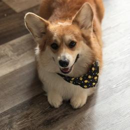 Crumpet - Pembroke Welsh Corgi