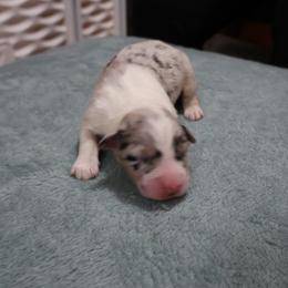 ChuChu - Blue merle female Australian Shepherd puppy in Woodinville, Washington from Cornerstone Australian Shepherds