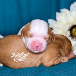 Salem - Blenheim male Cavalier King Charles Spaniel puppy in Nashville, Arkansas from Rocky Road Puppies