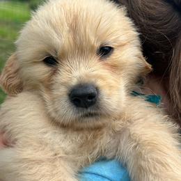River (blue) - Golden male Golden Retriever puppy in Franklin, West Virginia from Wildmour K9